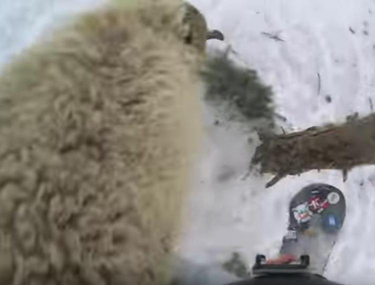 Scontro snowboarder-pecora, video spopola su YouTube