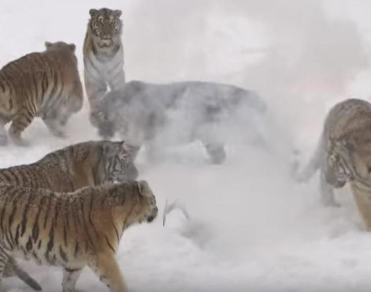 Il drone disturba le tigri e diventa una preda