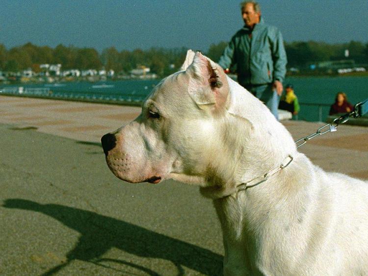 Bimbo sbranato da cani a Catania, madre condannata a 18 mesi