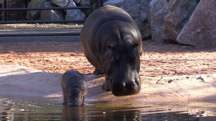Il Parco Le Cornelle cerca via social un nome per il nuovo nato 'baby hippo'