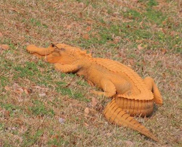 Spunta l'alligatore arancione, ecco 'Trumpagator'