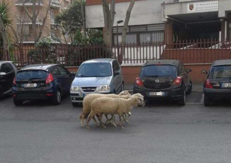Pecore al pascolo per Roma, la denuncia del consigliere