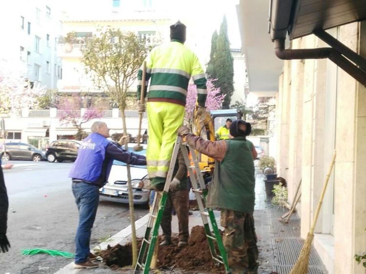 Roma: alberi contro macchine, volontari al lavoro per dare ossigeno alla Capitale