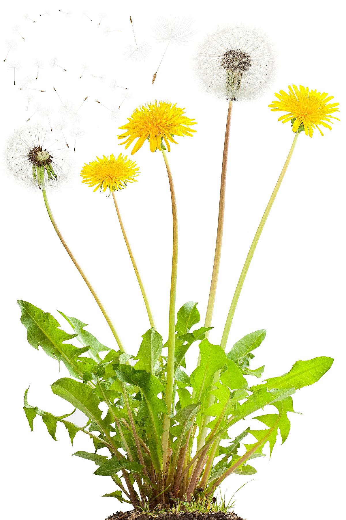 Dandelion flowers and flying seeds. Isolated on white.