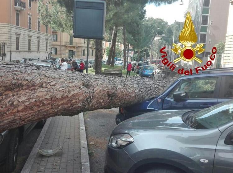 Roma, paura a Corso Trieste: grosso pino crolla su auto