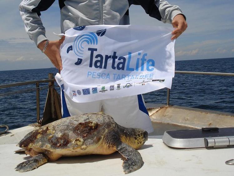 Mare: oltre 1500 pescatori impegnati a tutela delle tartarughe marine