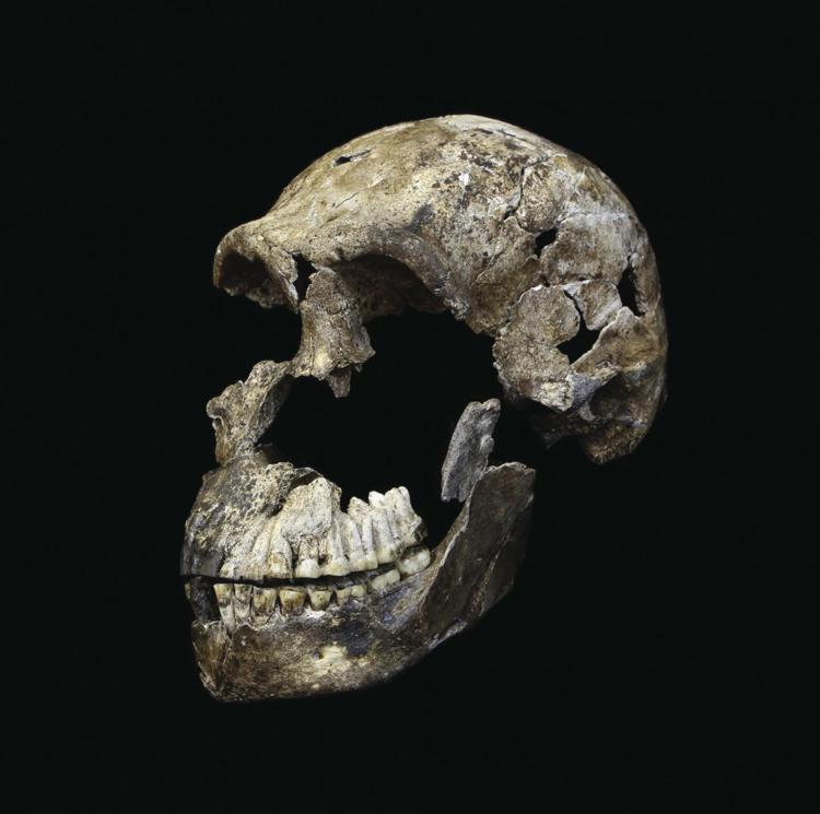 Homo naledi, il teschio di 'Neo'/Wits University/John Hawks - Wits University/John Hawks