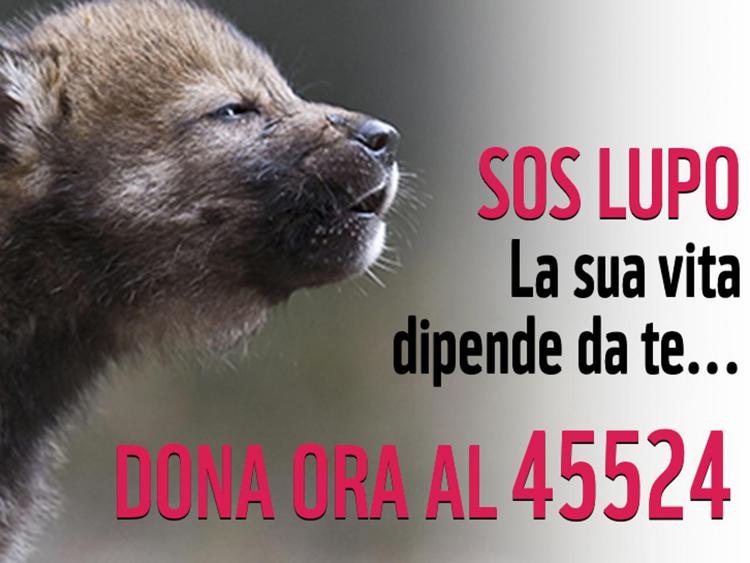 Animali: Wwf lancia Sos lupo, campagna per salvare la specie