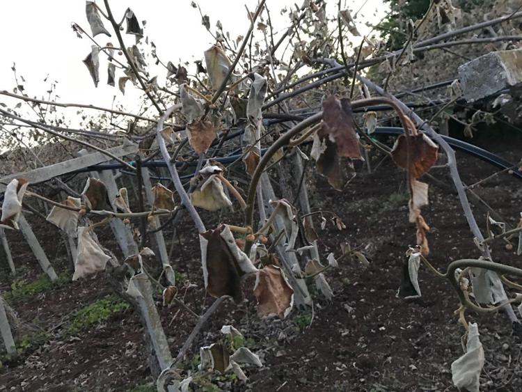 Lazio: Coldiretti, dopo siccità e gelate agricoltori chiedano verifica danni