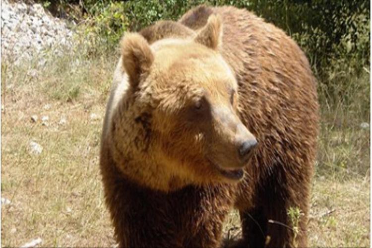 Aggredisce e ferisce un uomo, orso 'ricercato' in Trentino