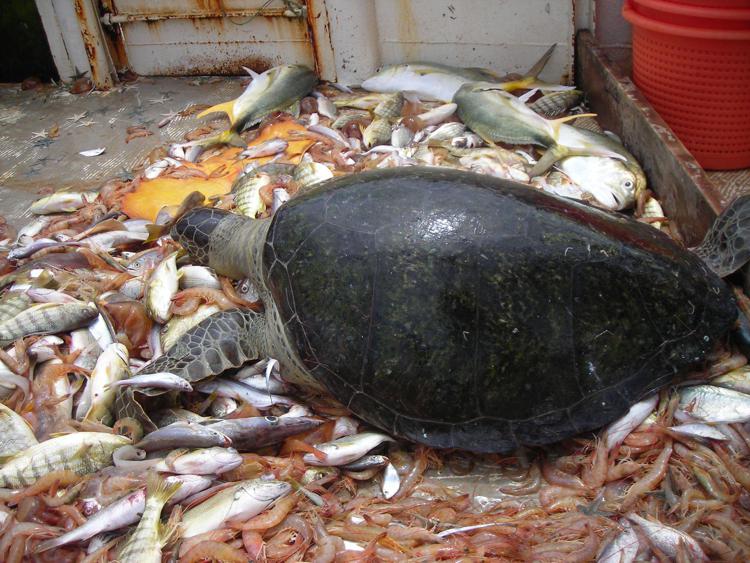 Mare: strage tartarughe per pesca al gambero, sistema Ted potrebbe salvarle
