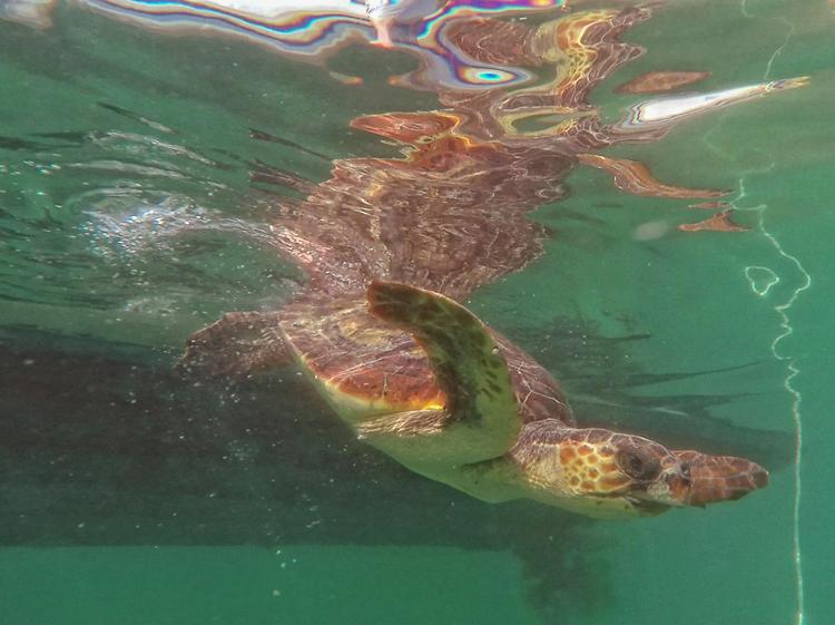 Mare: a Manfredonia la tartaruga Ondina ritrova la libertà