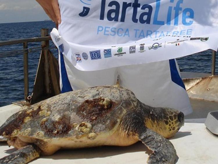 Mare: TartaLife, in Italia ogni anno catture accidentali per 50mila tartarughe