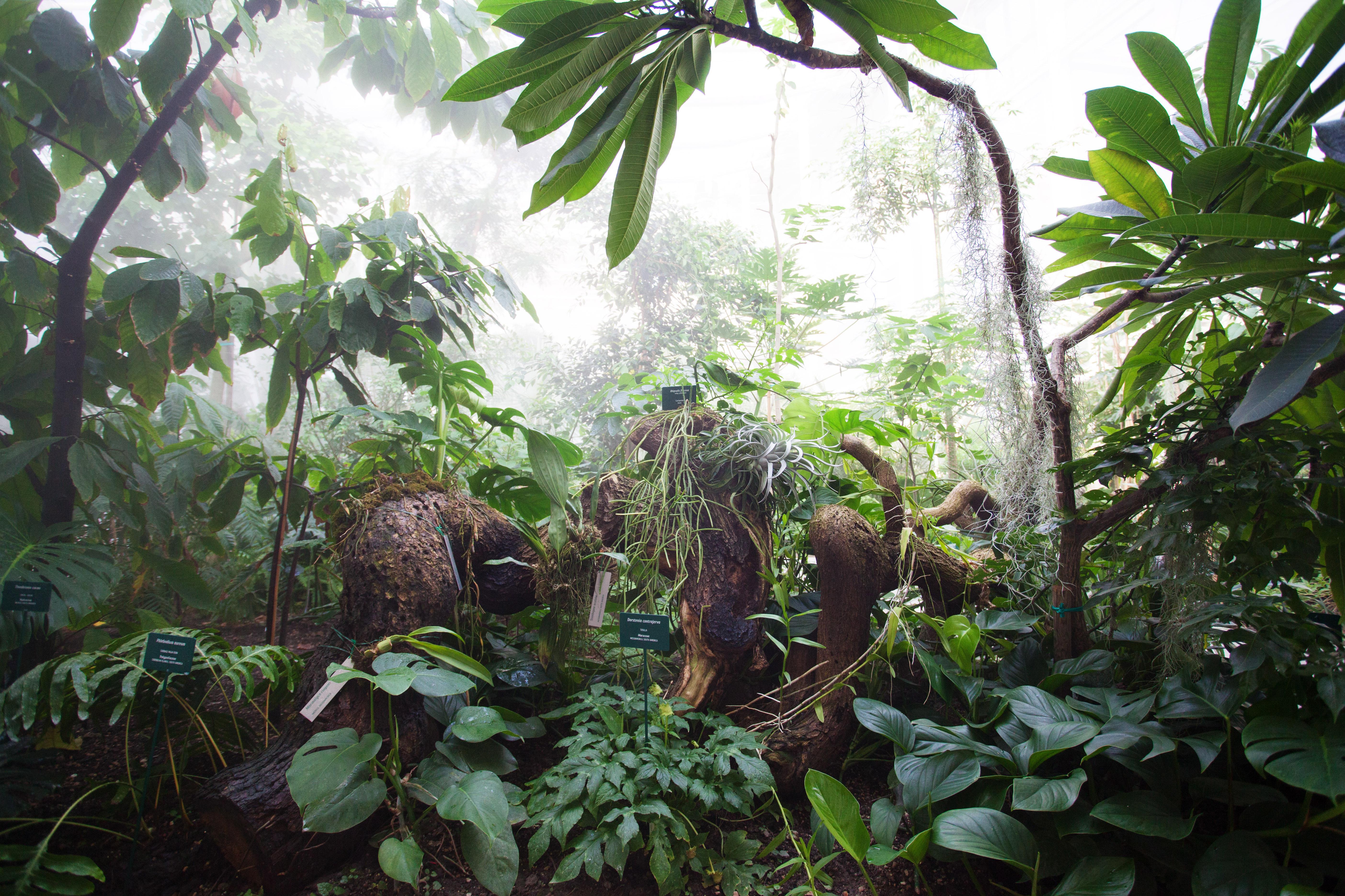 La serra tropicale nel Giardino della Biodiversità (CREDIT: Massimo Pistore)