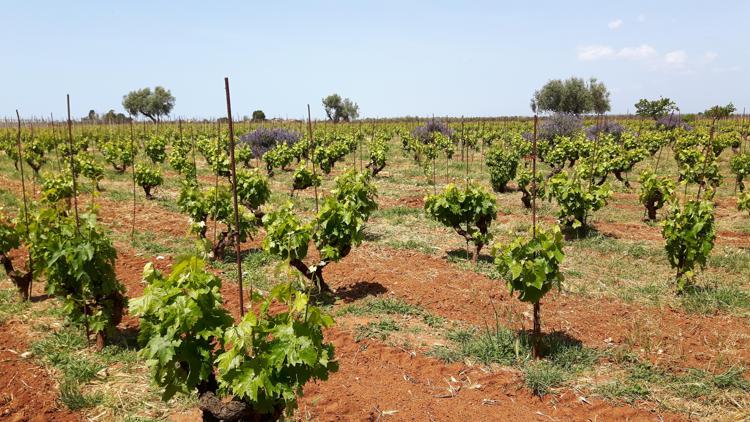 Vino: Assovini Sicilia, si prevede annata qualitativamente molto buona