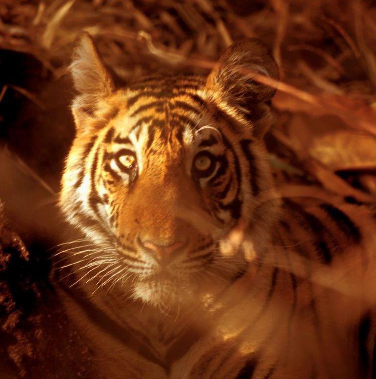 Animali: restano meno di 3.900 tigri, un secolo fa erano 100mila