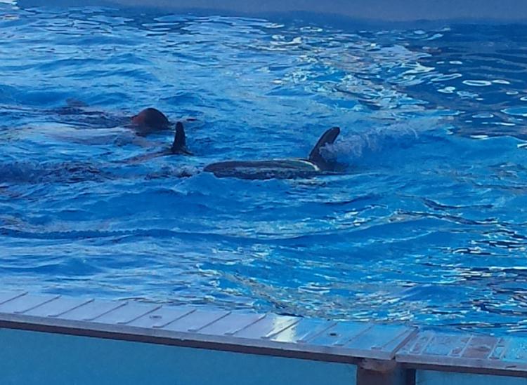 Estate: a Zoomarine entra nel vivo con delfini danzanti cocomeriadi e baci in apnea
