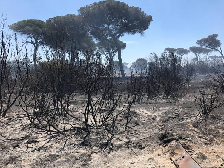 Incendi: l'Italia in fiamme, in fumo 20mila euro ogni ettaro bruciato