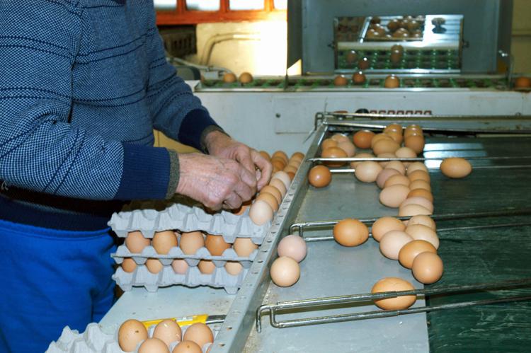 Veneto: Regione, per uova al Fipronil controlli a campione in stabilimenti