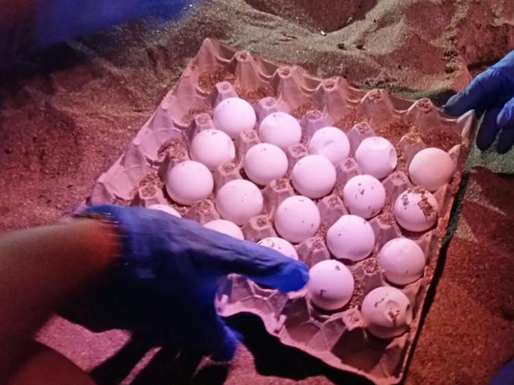 Animali: Wwf, nuovo nido di tartarughe a Campomarino di Maruggio