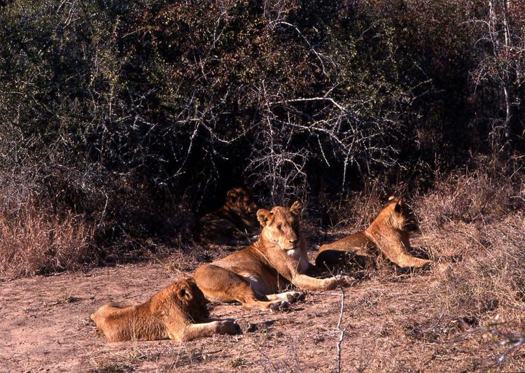 Animali: in 21 anni perso il 42% dei leoni nel continente africano