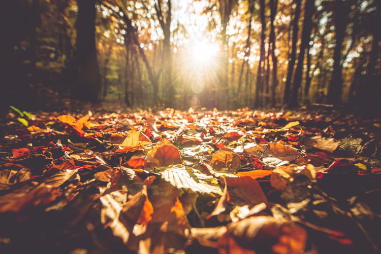 Golden Autumn Foliage and the Scenic Sunset. Sunny Fall Foliage - Tomasz Zajda - Fotolia