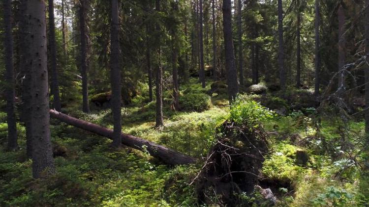 Foresta nell'area  Grusryggarna in Svezia (Foto  - © Jari Stahl / Greenpeace -Ufficio Stampa Greenpeace Italia) 