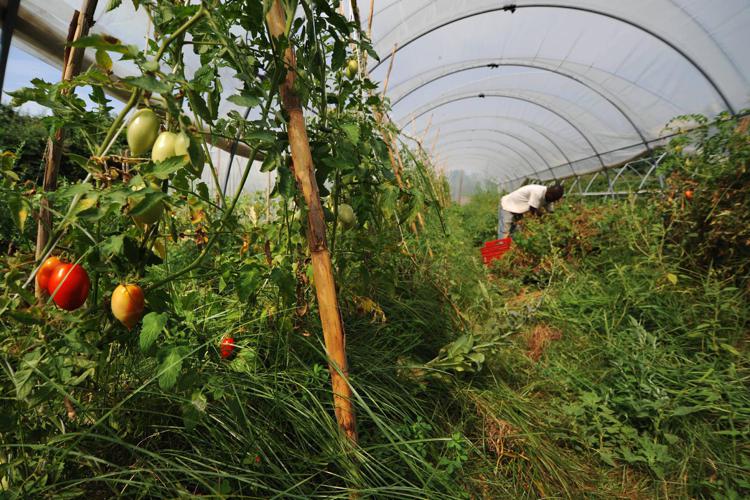 Agricoltura: Abruzzo, 13 mln per incentivare imprese giovanili under 41