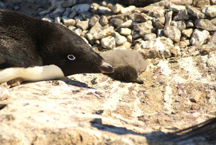 Animali: crollo riproduttivo in colonia di pinguini di Adelia in Antartide