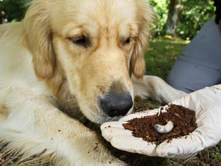 Animali: si chiama Osmodog ed è il cane 'amico' del coleottero