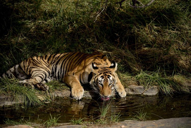 Wild Bengal tiger (Panthera tigris tigris) drinking water in Ranthambore, India - (Freshwater © Sunny Shah _ WWF)