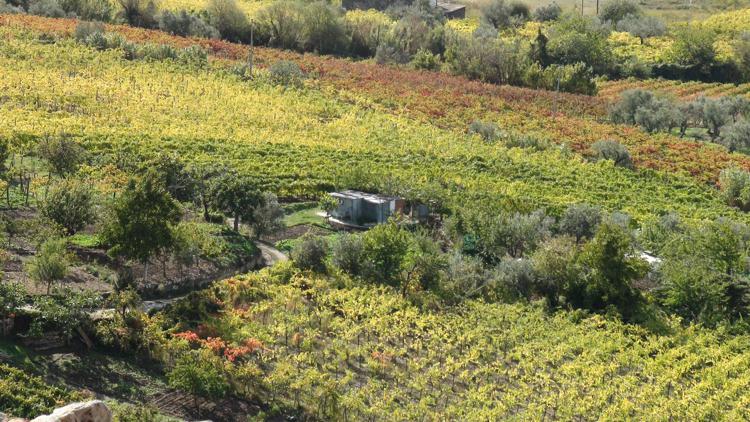 Vino: Sannio, 49 storie raccontano il ‘Vigneto Castelvenere’