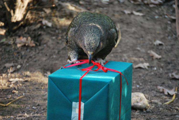 Animali: pappagallo Kea verso l'estinzione, da 'vulnerabile' a 'minacciato'