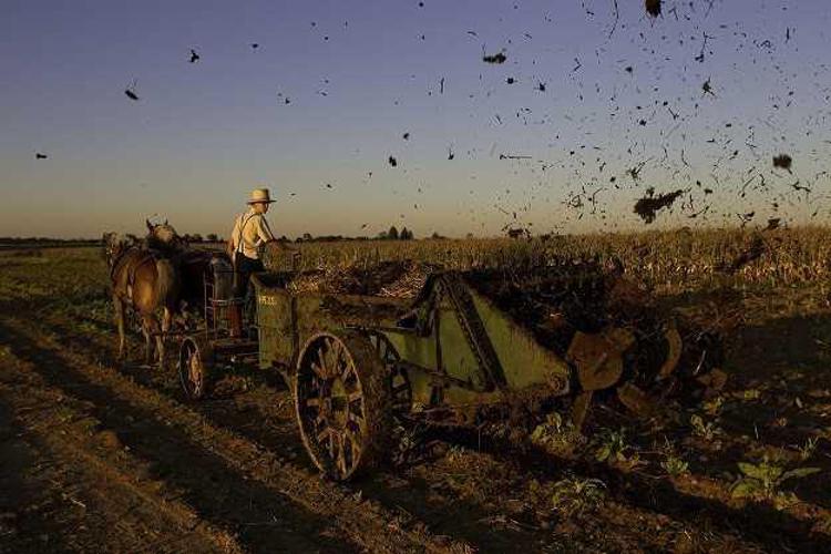Peter Essick, Amish Farmer (©Syngenta Photography Award)