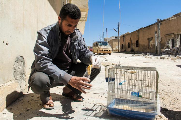 A Syrian man collects and bags the body of a dead bird, reportedly killed by a suspected toxic gas attack in Khan Sheikhun, in Syria’s northwestern Idlib province, on April 5, 2017.  - Photo: AFP