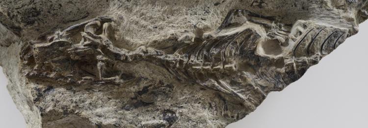 Sulle Dolomiti il fossile della madre di tutte le lucertole