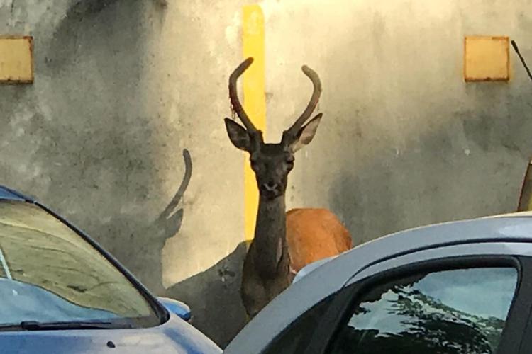 Milano, tra le auto spunta un cervo