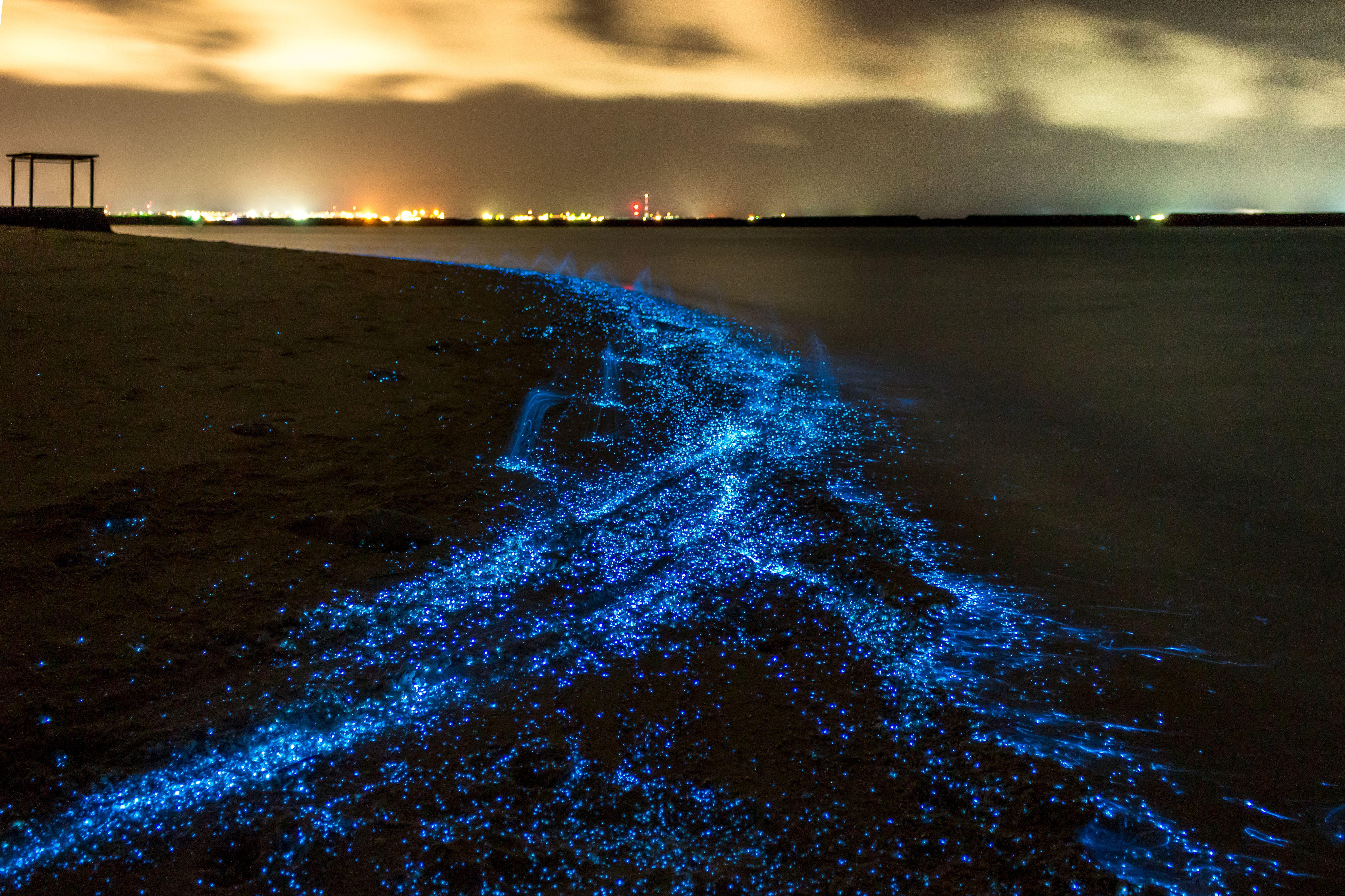 Maldive: di notte la battigia dell’isola Vaadhoo si tinge di un blu scintillante, facendo sembrare il mare un cielo stellato. Uno spettacolo tutto naturale, merito della bioluminescenza del fitoplancton.