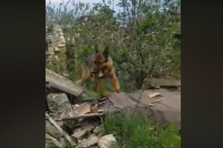 (Fermo immagine da un video postato su Facebook da Rinaldo Sidoli, Responsabile comunicazione Animalisti Italiani onlus