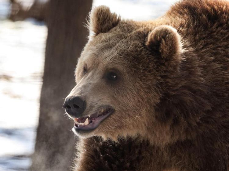 Trentino, autopsia conferma: runner ucciso dall'orso