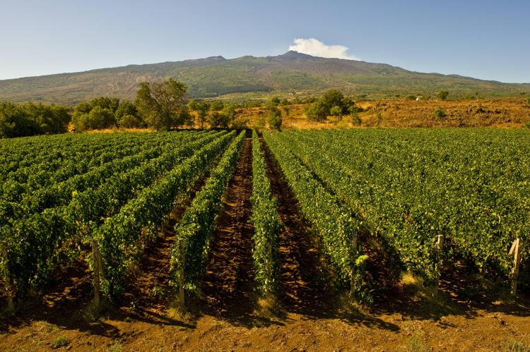 Sicilia en Primeur 2023: le aziende vitivinicole confermano il valore dell’enoturismo