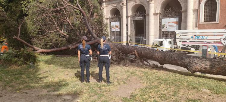 Roma, tre grandi alberi crollano vicino piazza Venezia: no feriti