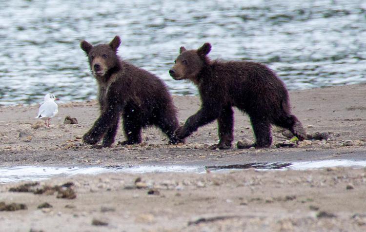 Due cuccioli di orso bruno - Fotogramma /Ipa