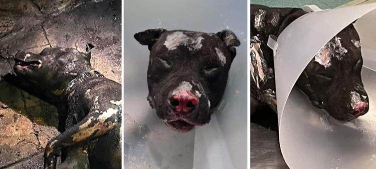 Il cane bruciato vivo, foto Lav