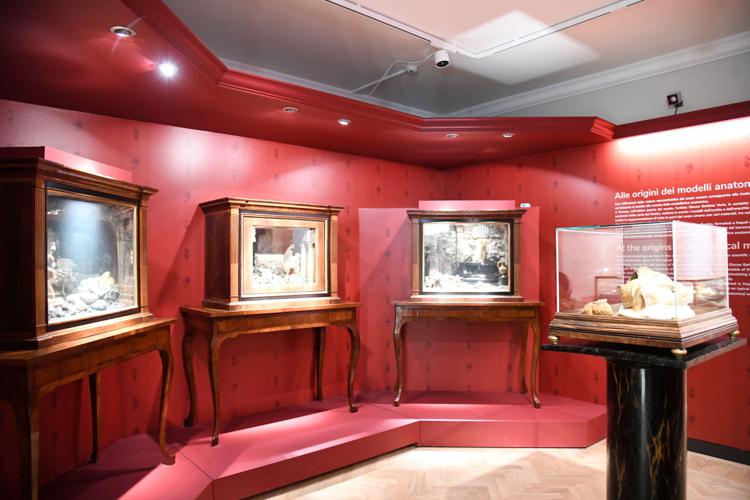 A Firenze riapre lo storico museo scientifico de La Specola