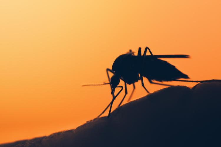 Una zanzara che causa la Dengue