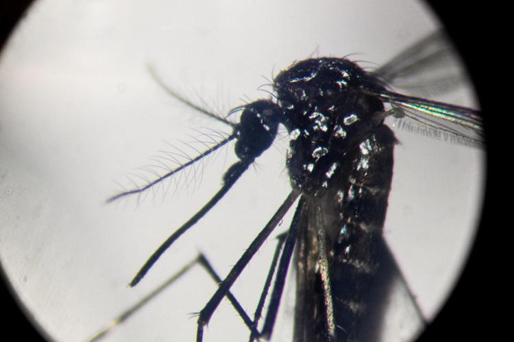 Zanzara al microscopio in laboratorio di studio sulla trasmissione della Dengue - Afp