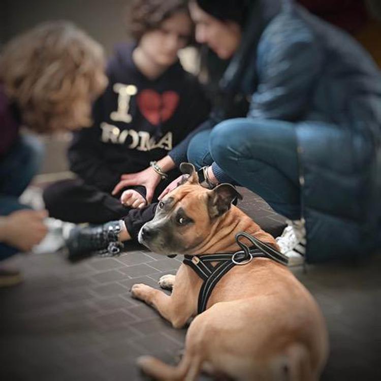 Welfare, Fondazione Mattioli su pet-therapy: un successo il progetto ‘Amici a 4 Zampe’