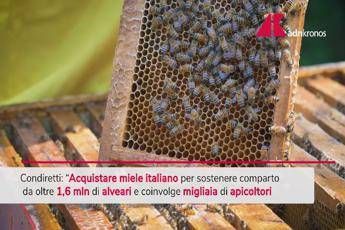Giornata delle api, l'appello Coldiretti per il miele italiano