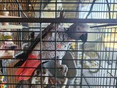 Pappagallo Gino - Gruppo CC Forestale di Milano e Monza